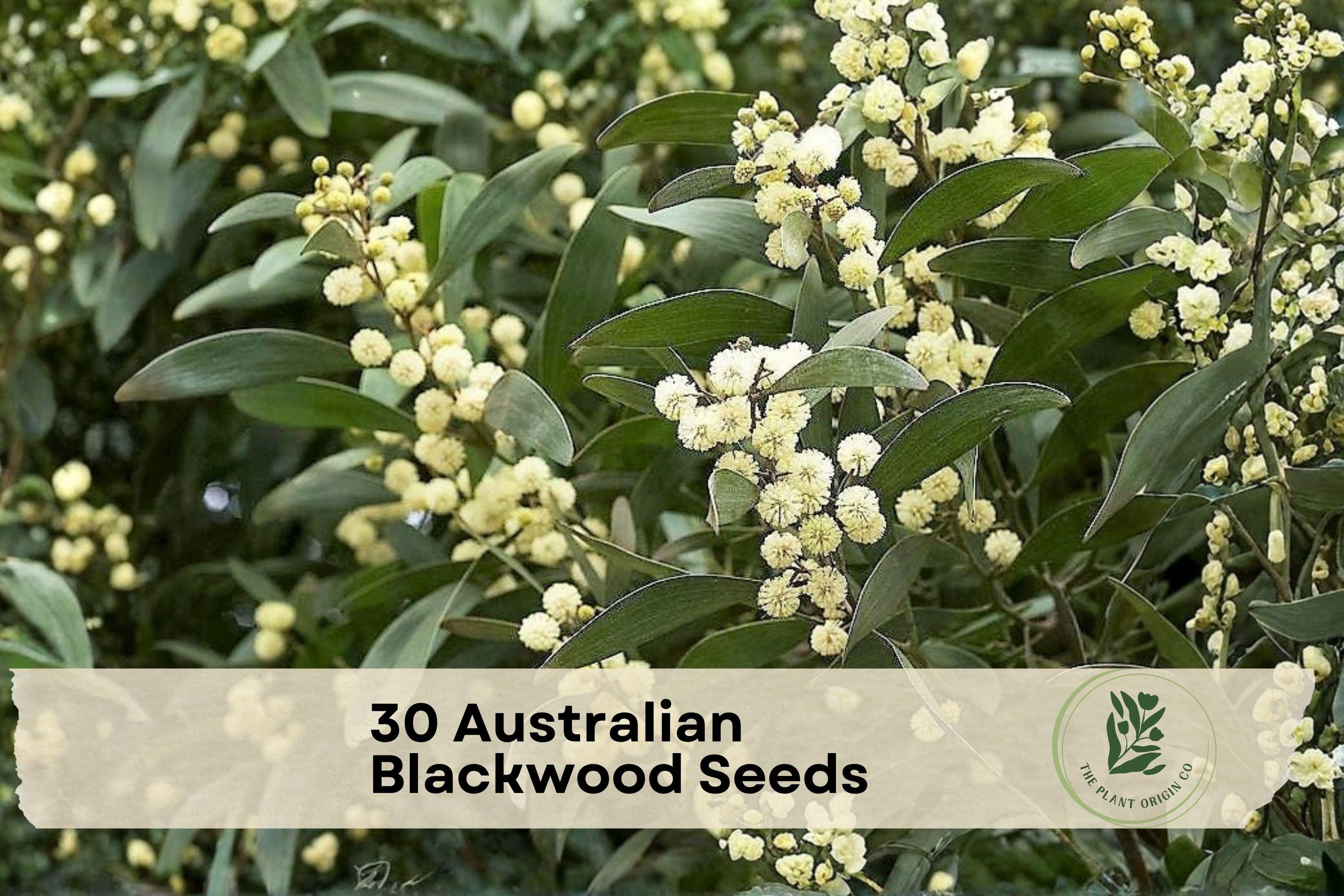Australian Blackwood Seeds - 30 Acacia melanoxylon Evergreen Tree Seeds for Landscaping, Ornamental, Windbreaks
