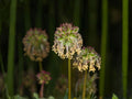 Small Burnet Seeds | Sanguisorba Minor Herb for Garden Beds & Borders | Perennial Green Foliage