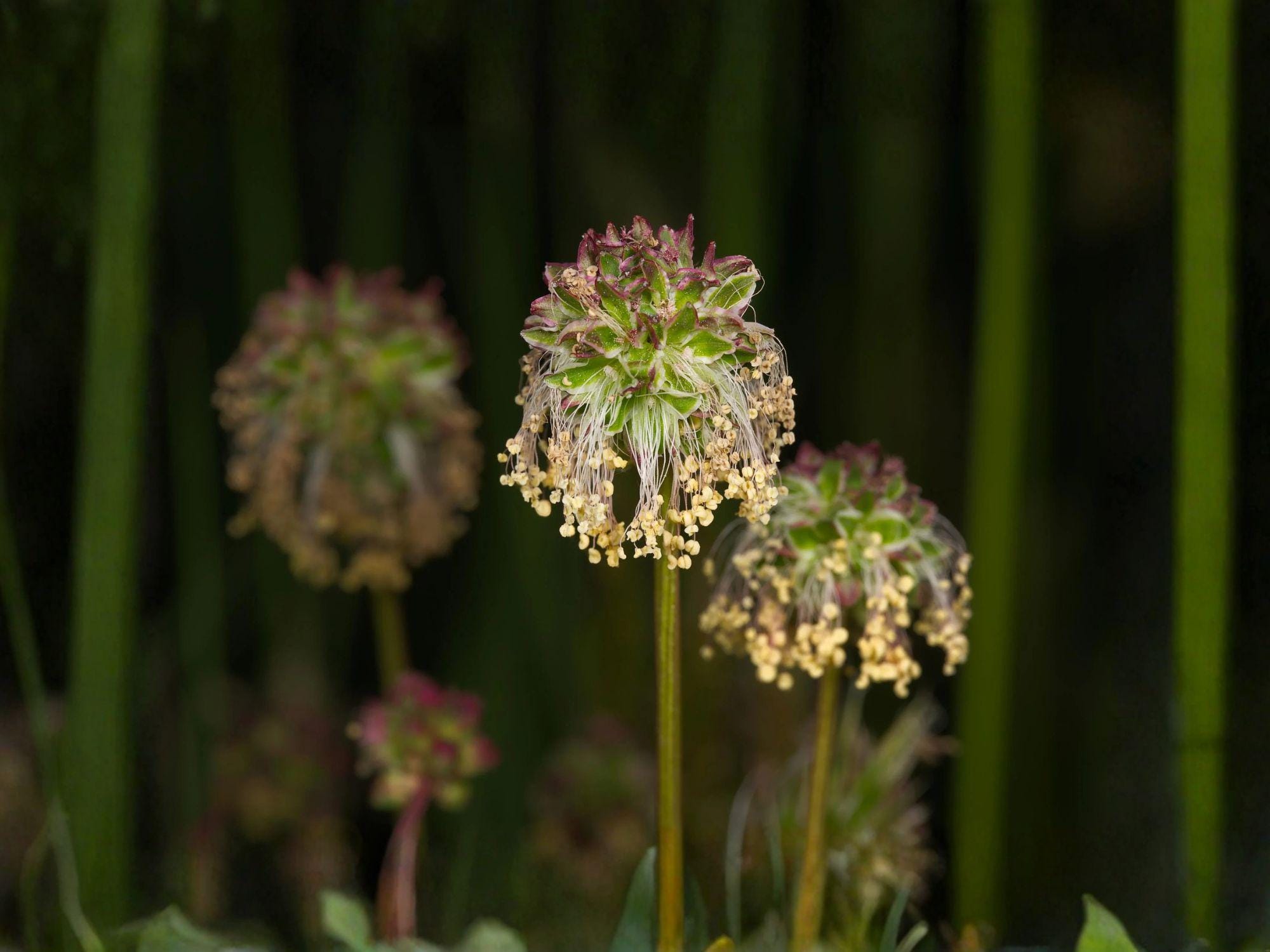 Small Burnet Seeds | Sanguisorba Minor Herb for Garden Beds & Borders | Perennial Green Foliage