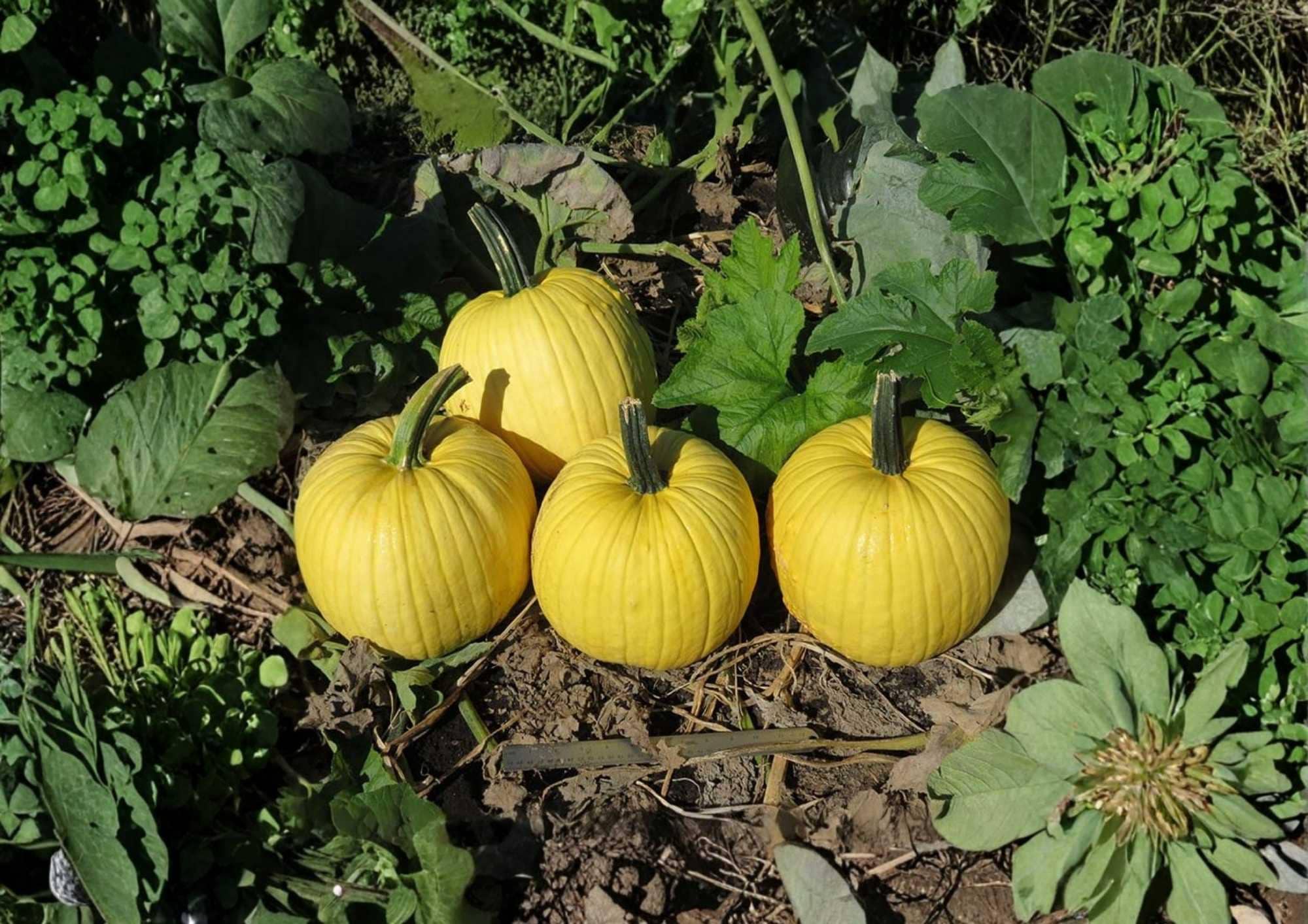 Mellow Yellow Pumpkin Seeds, Ornamental Bright Yellow Gourds, Decorative Fall Pumpkin Seeds, Garden Planting, Rare Variety