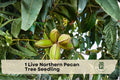 Live Northern Pecan Tree Seedling | Hardy Deciduous Landscape Tree | Carya illinoinensis