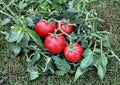 120+ Heirloom 42 Day Tomato Seeds, Fast Ripening Red Fruit, High Yield, Quick Harvest, Solanum lycopersicum