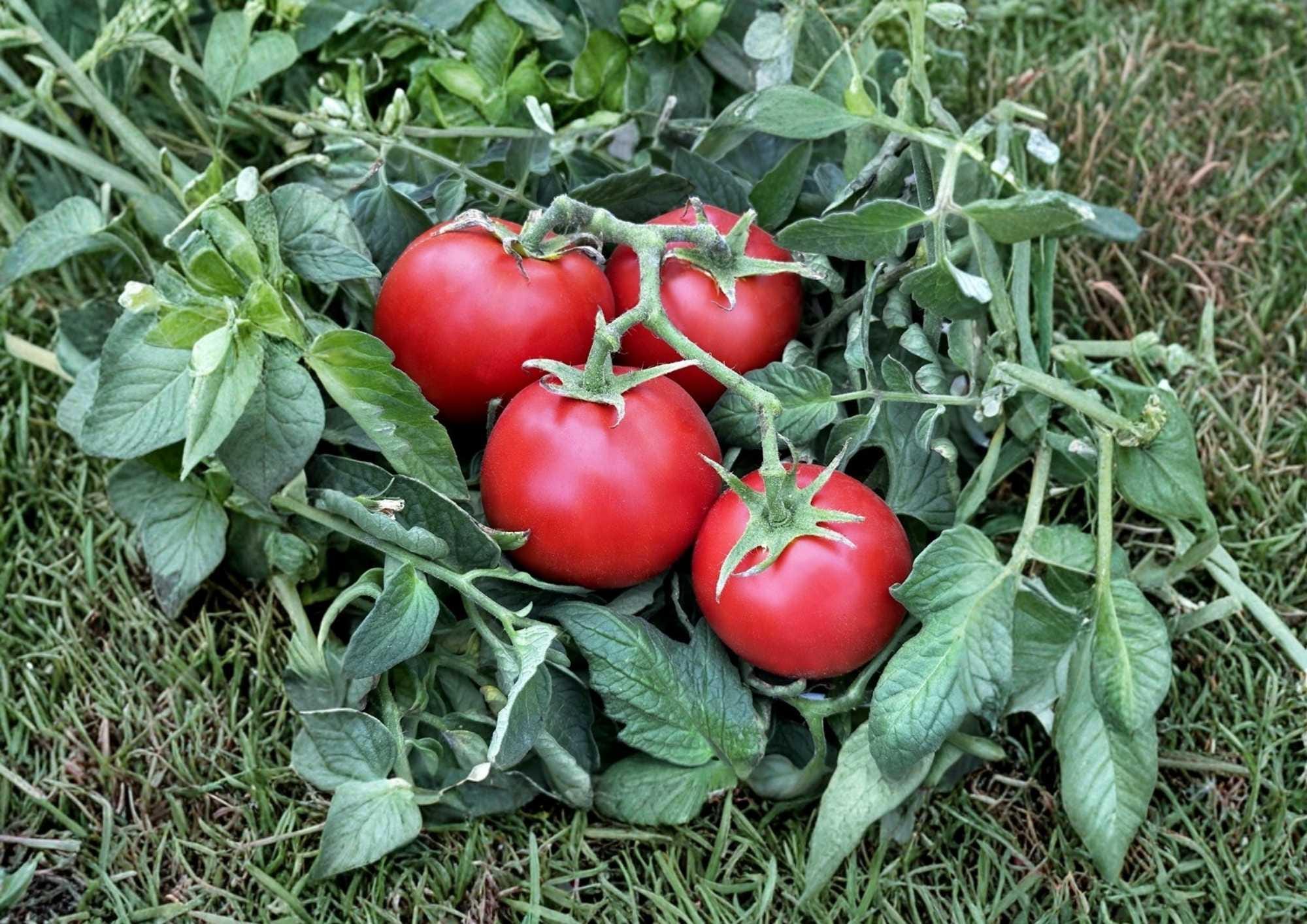 120+ Heirloom 42 Day Tomato Seeds, Fast Ripening Red Fruit, High Yield, Quick Harvest, Solanum lycopersicum