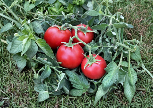 120+ Heirloom 42 Day Tomato Seeds, Fast Ripening Red Fruit, High Yield, Quick Harvest, Solanum lycopersicum