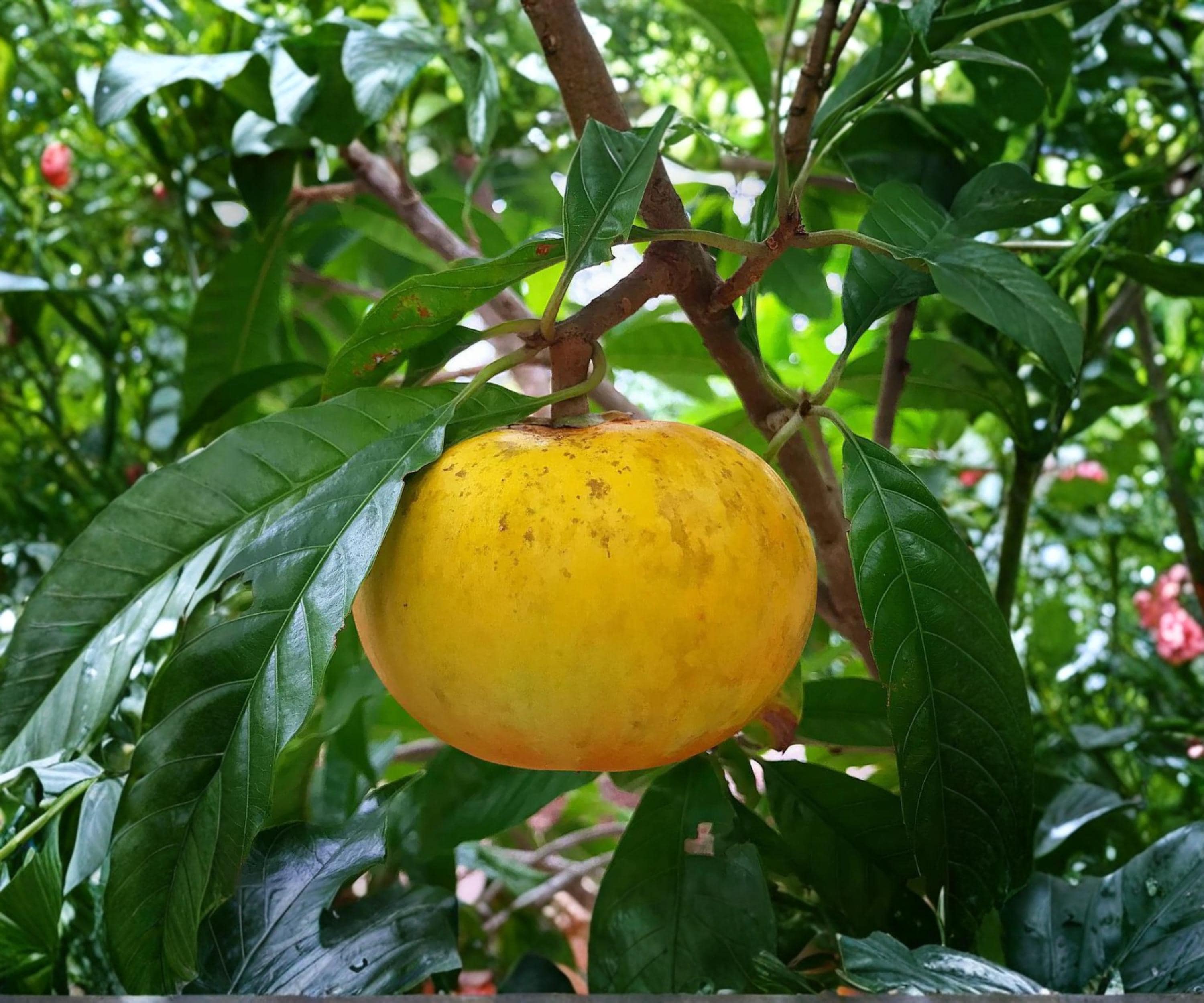 Ross Sapote Canistel Cuttings – Tropical Fruit Tree Propagation, Ross Sapote / Canistel, 3 Fresh Rooting Cuttings