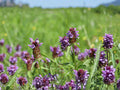 Self-Heal Flower Seeds | Prunella Vulgaris Groundcover | Purple Violet Blooms | Perennial Plant for Gardens & Natural Landscapes