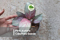 Pink Aurora Calathea Seeds – Tropical Foliage Plant with Pink-Tinted Patterned Leaves, Calathea spp.