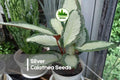 Silver Calathea Seeds, Tropical Foliage Plant, Calathea spp., Silver-Green Variegated Leaves, Indoor Decor, Shaded Outdoor