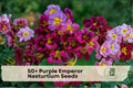 Purple Emperor Nasturtium Seeds – Trailing Annual Flower, Deep Purple Blooms, Tropaeolum majus, for Containers & Garden Beds
