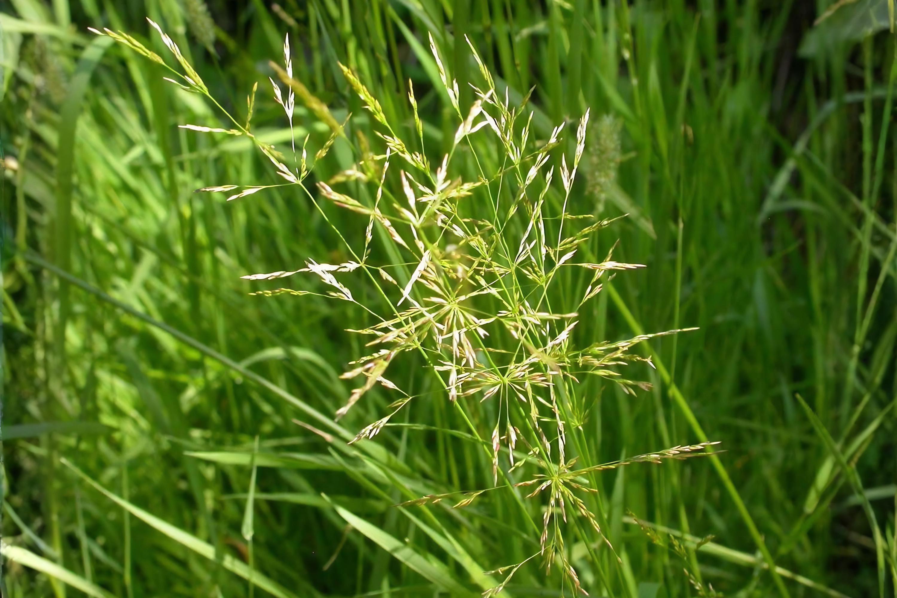 Creeping Bentgrass Seeds | PC 2.0 Turf for Golf & Luxury Lawns | Agrostis stolonifera