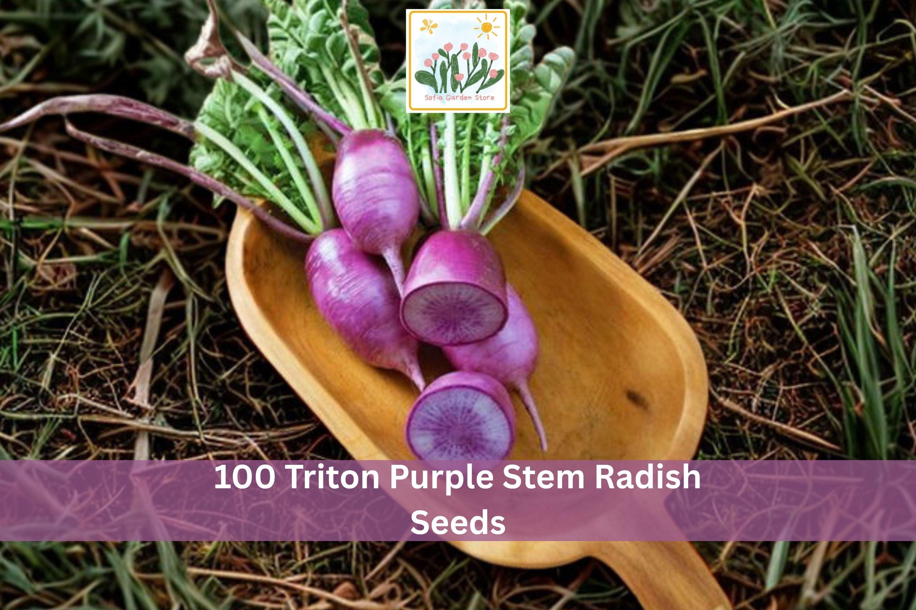 100 Triton Purple Stem Radish Seeds – Colorful Raphanus sativus Vegetable Microgreen Garden Seeds for Containers & Raised Beds
