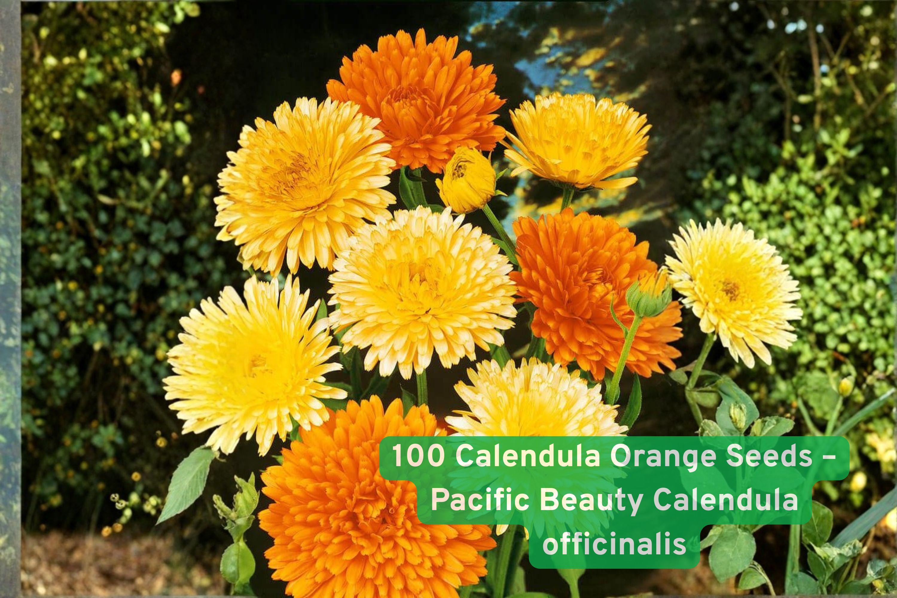 100 Calendula Pacific Beauty Orange Seeds – Bright Orange Annual Flower for Pollinator Gardens, Easy to Grow, Supports Bees & Butterflies
