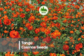 200 Tango Cosmos Seeds, Bright Orange Red-Orange Blooms, Cosmos sulphureus, Wildflower, Border, Pollinator Garden