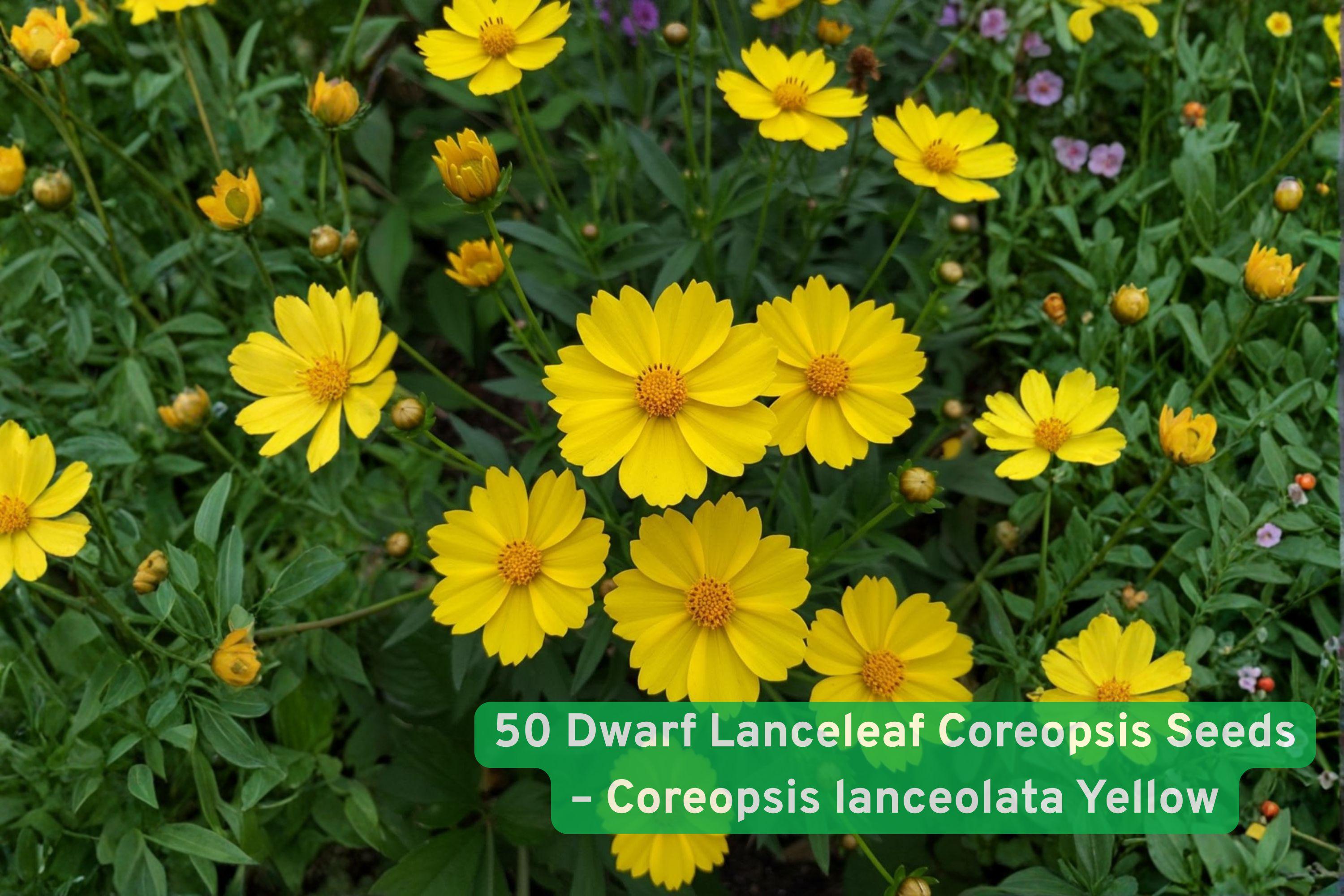 Dwarf Lanceleaf Coreopsis Seeds – Yellow Perennial Wildflower for Pollinator Gardens, Borders & Containers – Coreopsis lanceolata