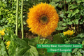 Teddy Bear Dwarf Sunflower Seeds – Helianthus annuus – Double Yellow Blooms for Containers & Gardens