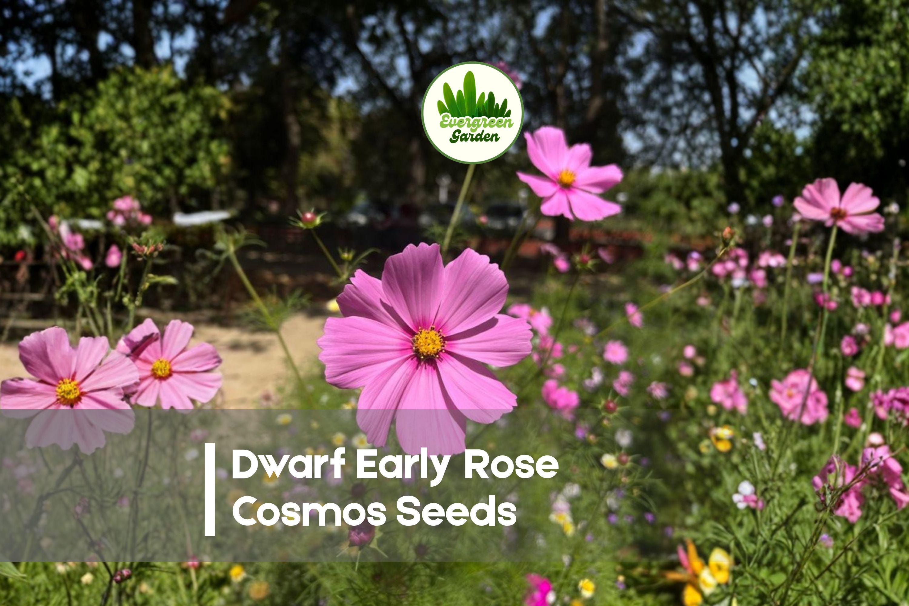 Dwarf Early Rose Cosmos Seeds – 200 Pink Blooming Cosmos bipinnatus for Borders, Pots & Cottage Gardens