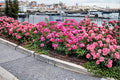 Flower Carpet Pink Rose Cuttings – Rosa hybrid, Unrooted Pink Flowering Shrub for Grafting & Propagation
