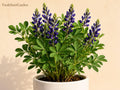 False Indigo Bare Root Wildflower – Baptisia spp. Native Perennial, 12-24in, Pollinator Garden, Drought Tolerant, Blue Flowers