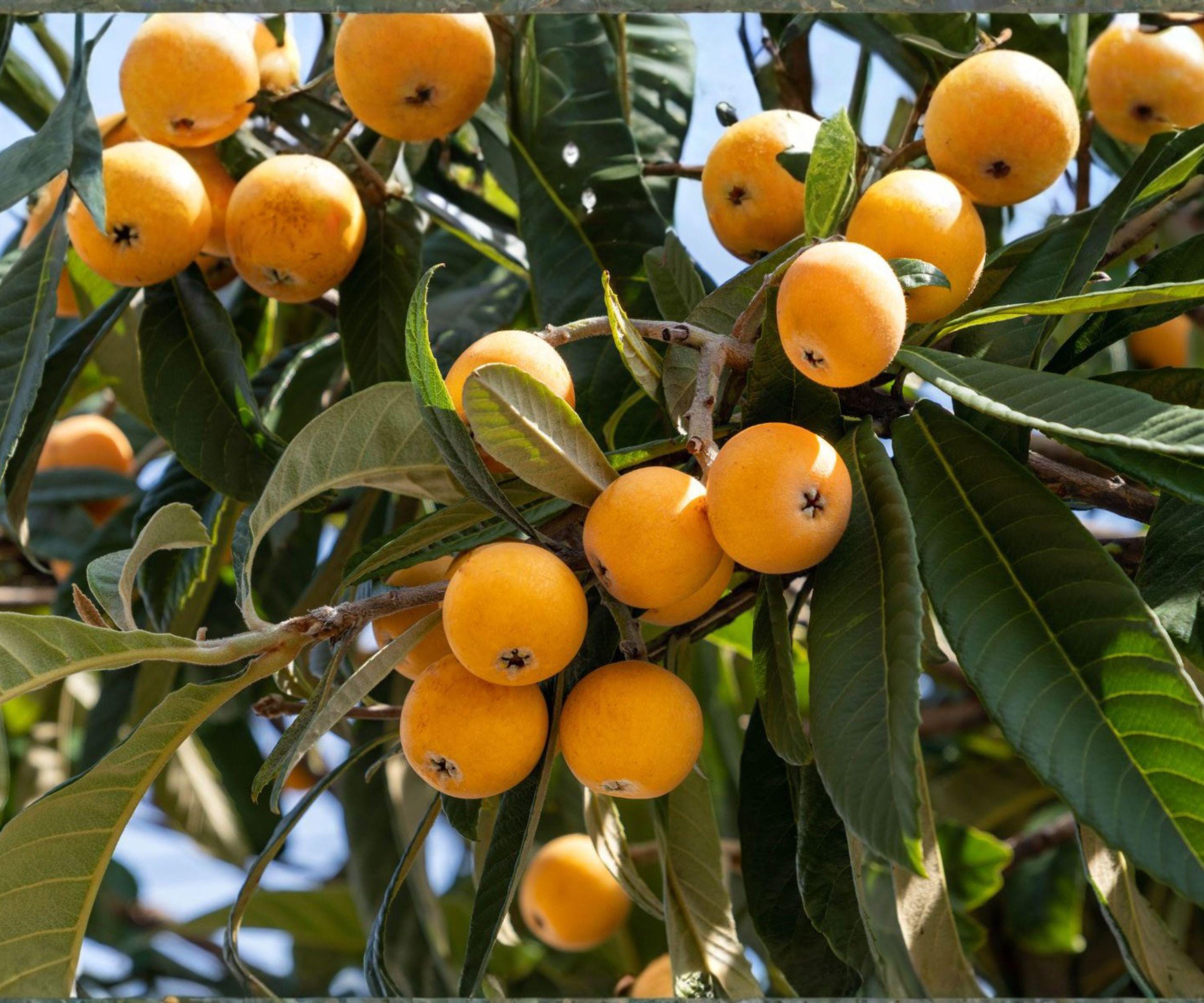 Live Loquat Seedling Pair – Japanese Fruit Trees, Evergreen, Fast Growing, Edible Landscaping, Tropical Fruit Trees