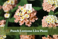 Peach Lantana Live Plant | Flowering Starter Plug for Garden Borders, Containers & Pollinator Gardens | Lantana camara