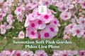 Sensation Soft Pink Garden Phlox Live Plant | Perennial Flower Starter for Borders & Containers | Phlox paniculata