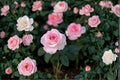 Pink Promise Rose Cuttings – Rosa hybrid, Pink Flowers, Propagation Grafting, Flowering Shrub for Garden, Full Sun