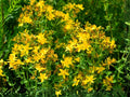 St. John’s Wort Seeds | Hypericum pyramidatum | Bright Yellow Flowering Perennial | 500 Seeds for Garden & Natural Plantings
