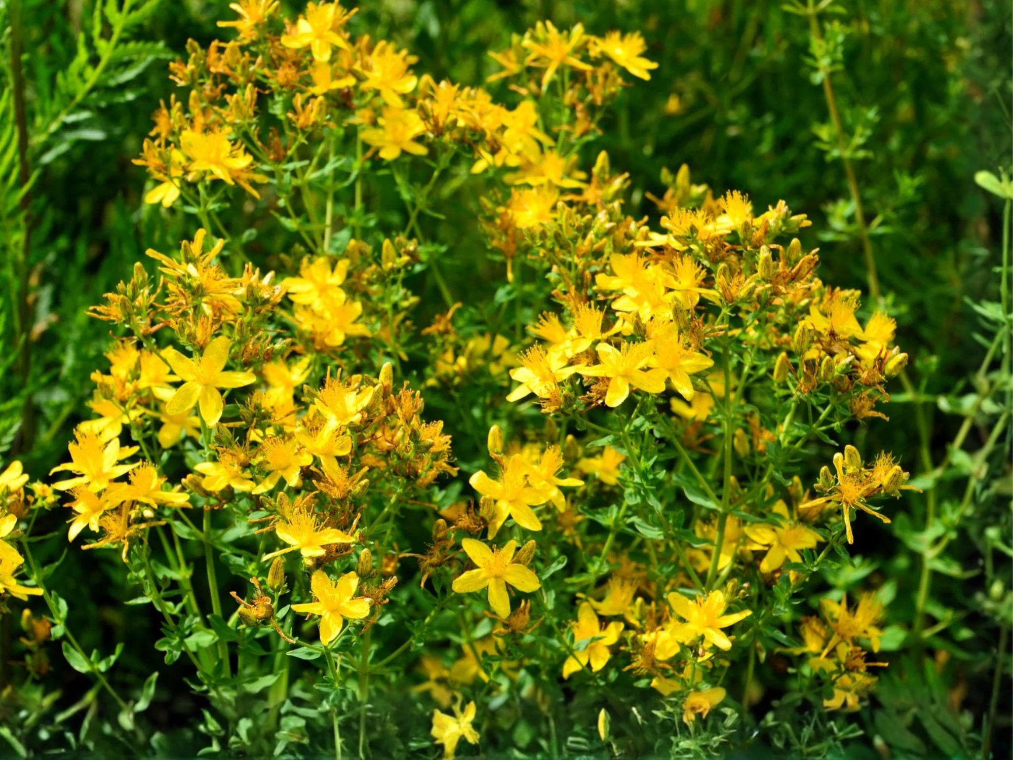 St. John’s Wort Seeds | Hypericum pyramidatum | Bright Yellow Flowering Perennial | 500 Seeds for Garden & Natural Plantings