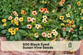 500 Black Eyed Susan Vine Seeds – Climbing Thunbergia alata with Bright Mixed Flowers for Trellis & Fence Gardening