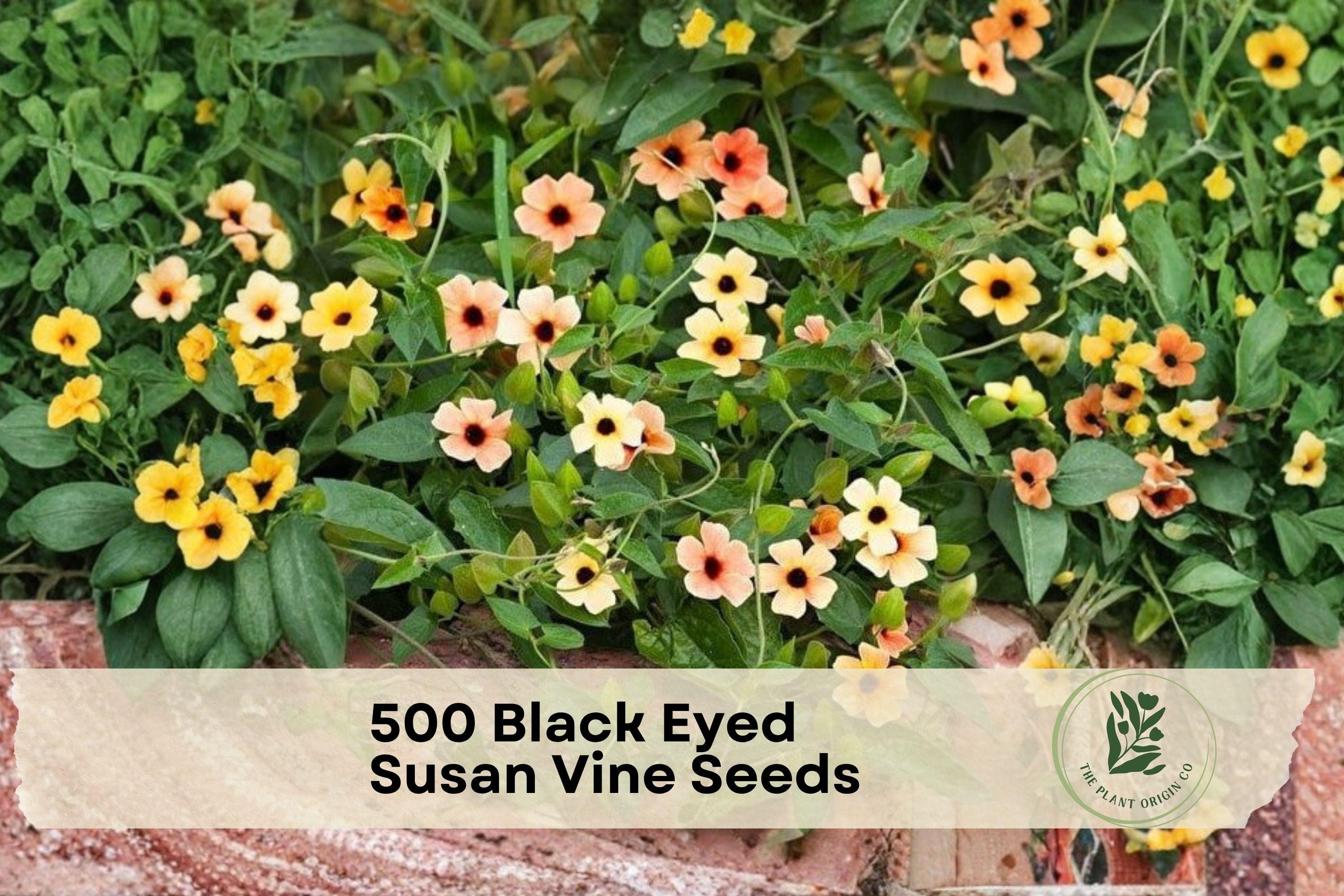 500 Black Eyed Susan Vine Seeds – Climbing Thunbergia alata with Bright Mixed Flowers for Trellis & Fence Gardening