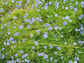 Globe Gilia Blue Flower Seeds | Gilia capitata | Wildflower for Garden Beds & Natural Landscapes | Approx. 100 Seeds