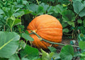 Cinderella Pumpkin Seeds Heirloom Flat Ribbed Orange Gourds for Garden Planting - Rouge Vif d’Etampes