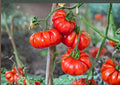 German Giant Tomato Seeds – Heirloom Non-GMO Vegetable Seeds for Large Beefsteak, Juicy, Sweet, Garden Planting