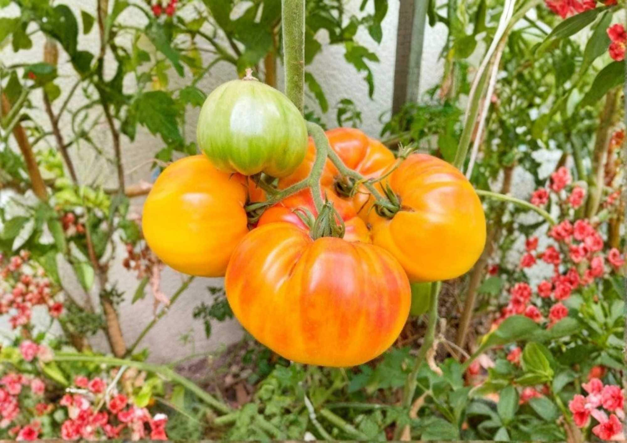 30+ Pineapple Tomato Seeds – Heirloom Non-GMO Rare Vegetable Seeds for Garden, Large Bicolor Fruits, Sweet Fruity Flavor