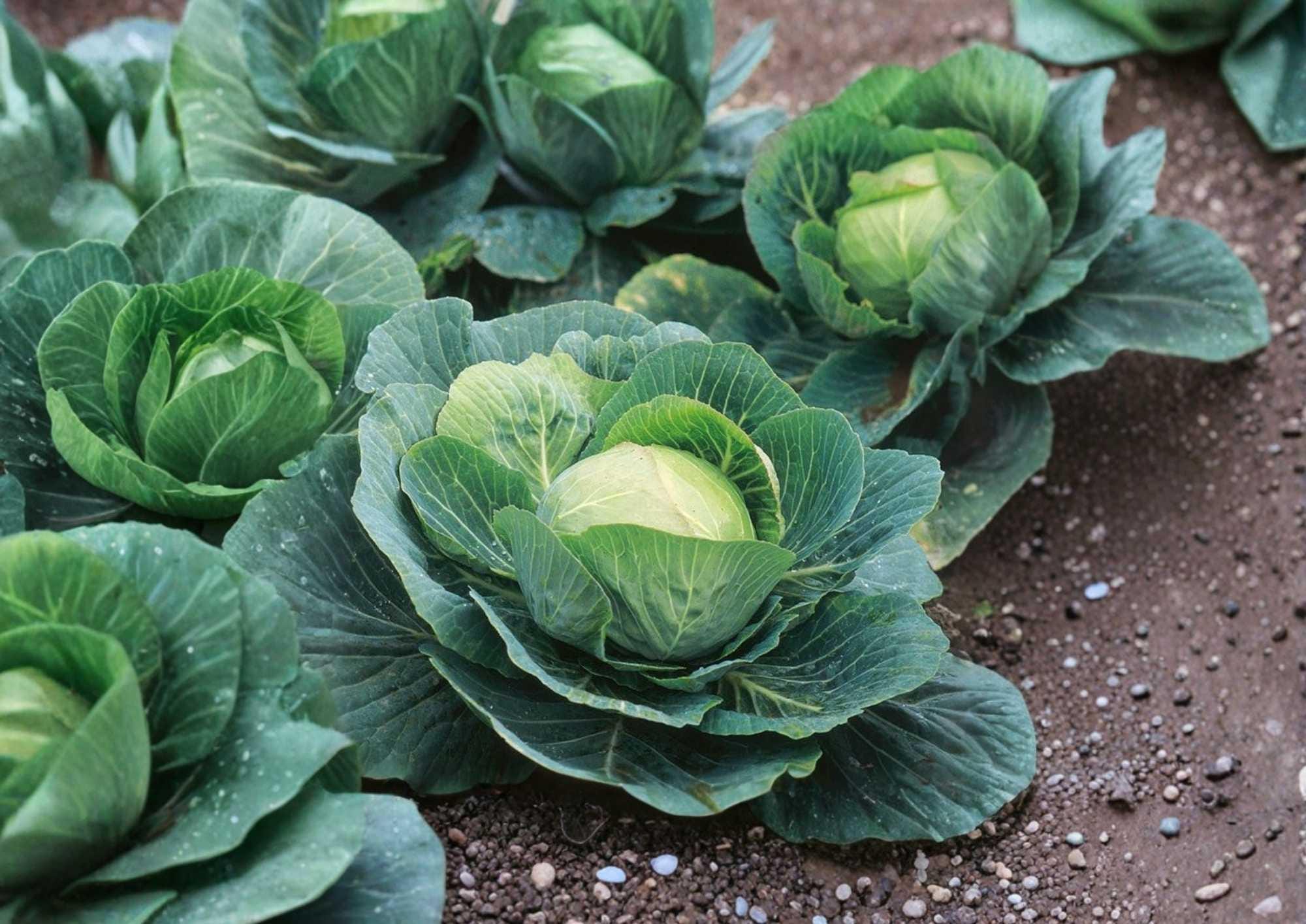 Golden Acre Cabbage Seeds, Heirloom Non-GMO, Compact Green Heads, Crisp and Sweet, Vegetable Seeds for Garden Planting