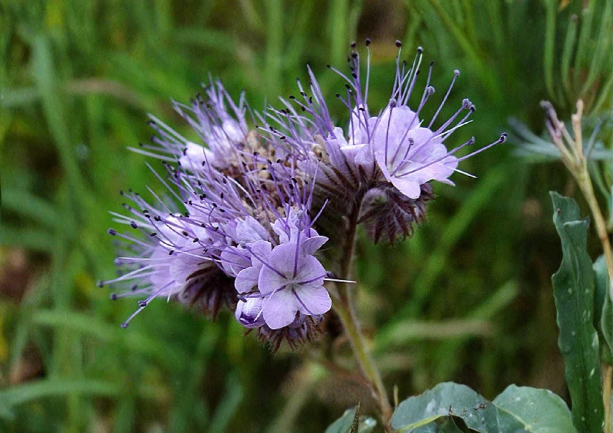 Lacy Phacelia Seeds 1000+ Purple Tansy Flower Seeds for Pollinator Garden, Cover Crop, Soil Builder, Fast Growing