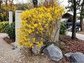 Weeping Forsythia Seeds | Golden Bell Shrub | Bright Yellow Spring Blooms | Forsythia suspensa Planting Seeds
