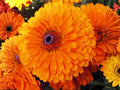Calendula Pacific Beauty Orange Seeds – Heirloom Non-GMO Flower Seeds for Garden, Borders, and Cut Flowers