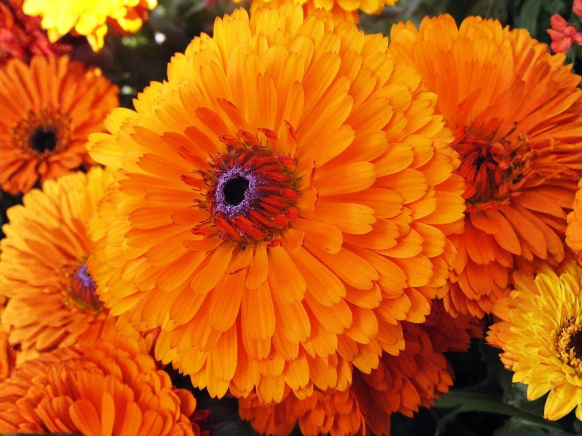 Calendula Pacific Beauty Orange Seeds – Heirloom Non-GMO Flower Seeds for Garden, Borders, and Cut Flowers