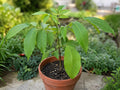 White Walnut Tree Bare Root Plant – Edible Nut, Juglans cinerea, 12–24in, Native North American Deciduous Tree