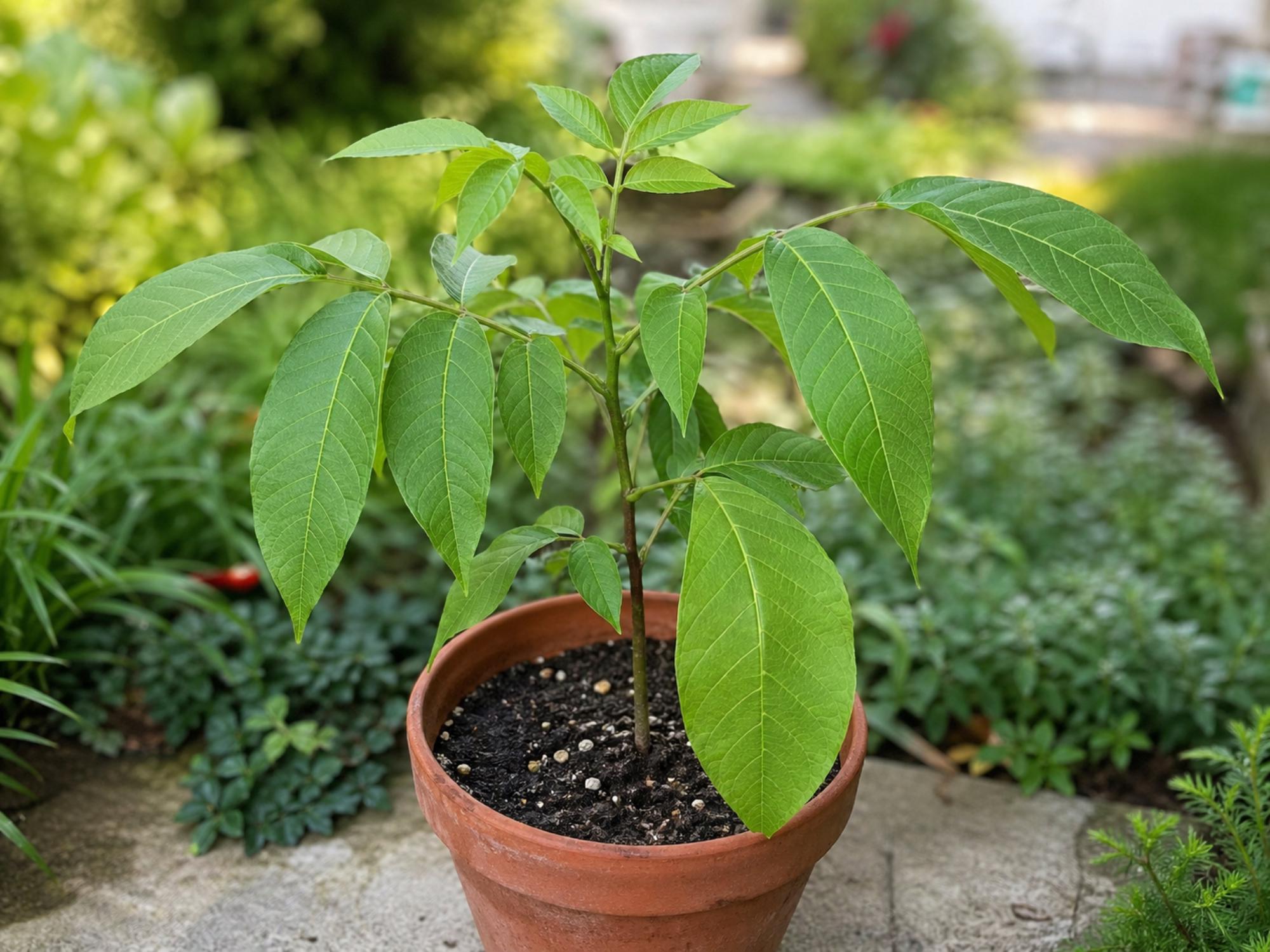White Walnut Tree Bare Root Plant – Edible Nut, Juglans cinerea, 12–24in, Native North American Deciduous Tree