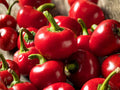 Large Red Cherry Hot Pepper Seeds – Heirloom, Non-GMO, Open-Pollinated, Capsicum annuum, 25 Seeds