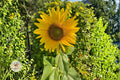Sunflower Seeds – Dwarf Sunspot Helianthus annuus Large Yellow Blooms for Containers & Gardens