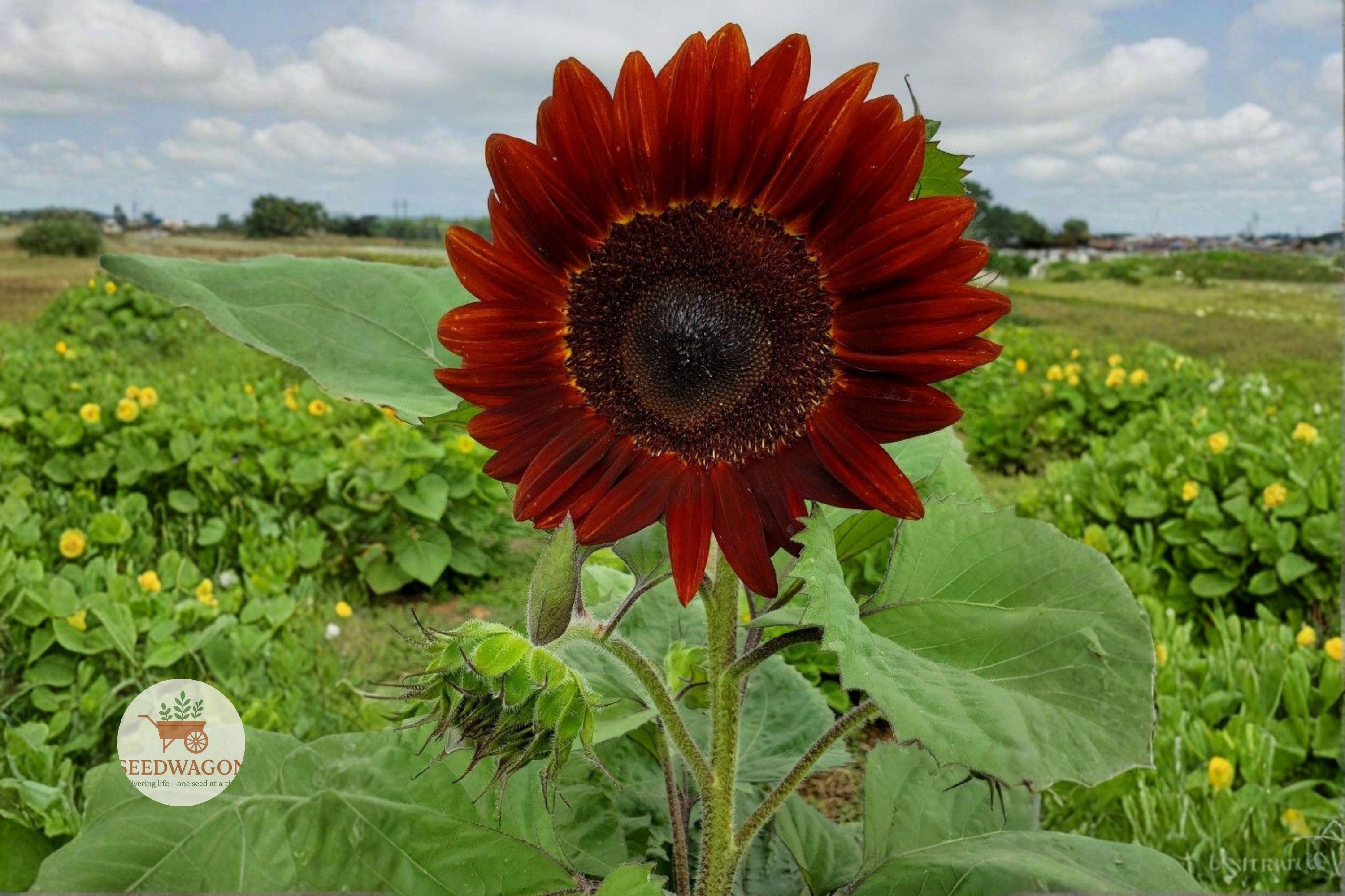 Velvet Queen Sunflower Seeds – Helianthus annuus Deep Red Burgundy Flower for Garden Beds & Cut Flowers
