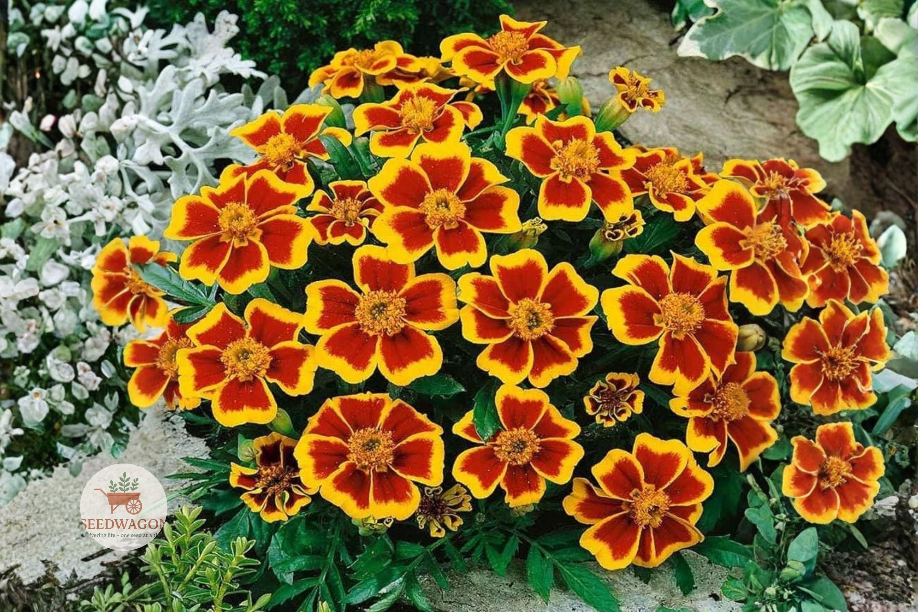 Dainty Marietta French Marigold Seeds – Tagetes patula Yellow Red Bicolor Annual Flower for Borders & Containers