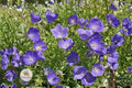 Tussock Bellflower Seeds, Campanula carpatica, Perennial Blue-Violet Flower, Rock Garden, Pollinator-Friendly, 100 Seeds