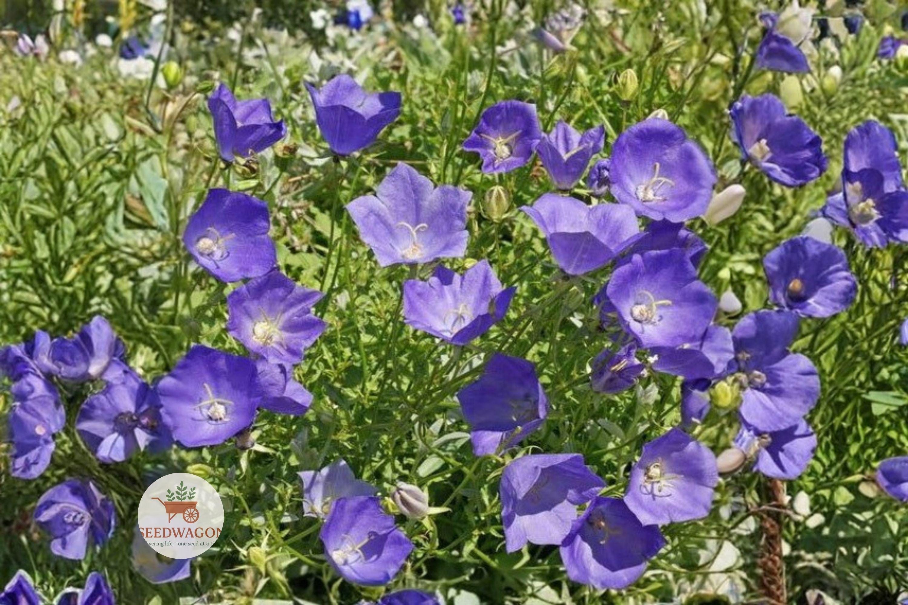Tussock Bellflower Seeds, Campanula carpatica, Perennial Blue-Violet Flower, Rock Garden, Pollinator-Friendly, 100 Seeds