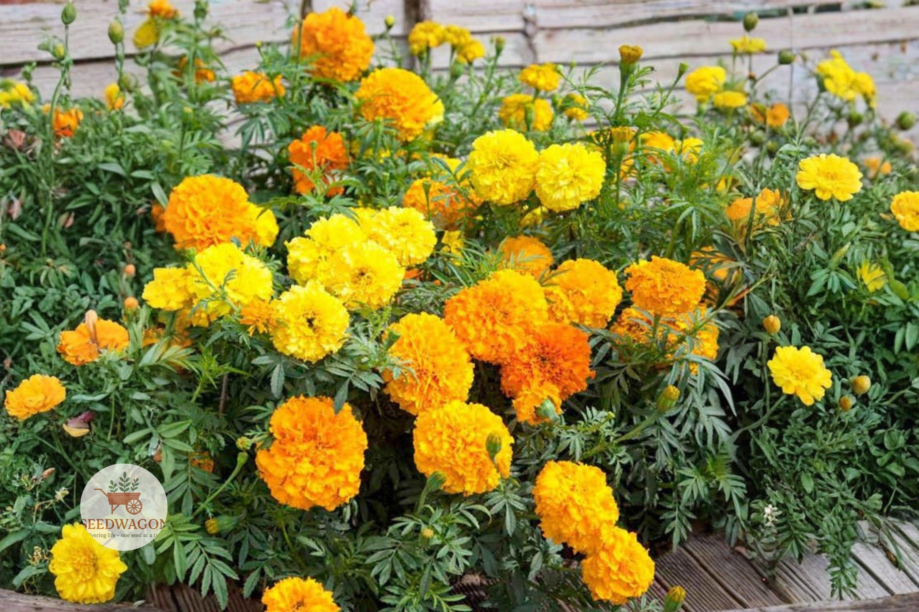 Crackerjack African Marigold Seeds – Tagetes erecta Large Yellow Orange Flower, Annual, Bright Bloom, Full Sun, Garden & Cut Flowers