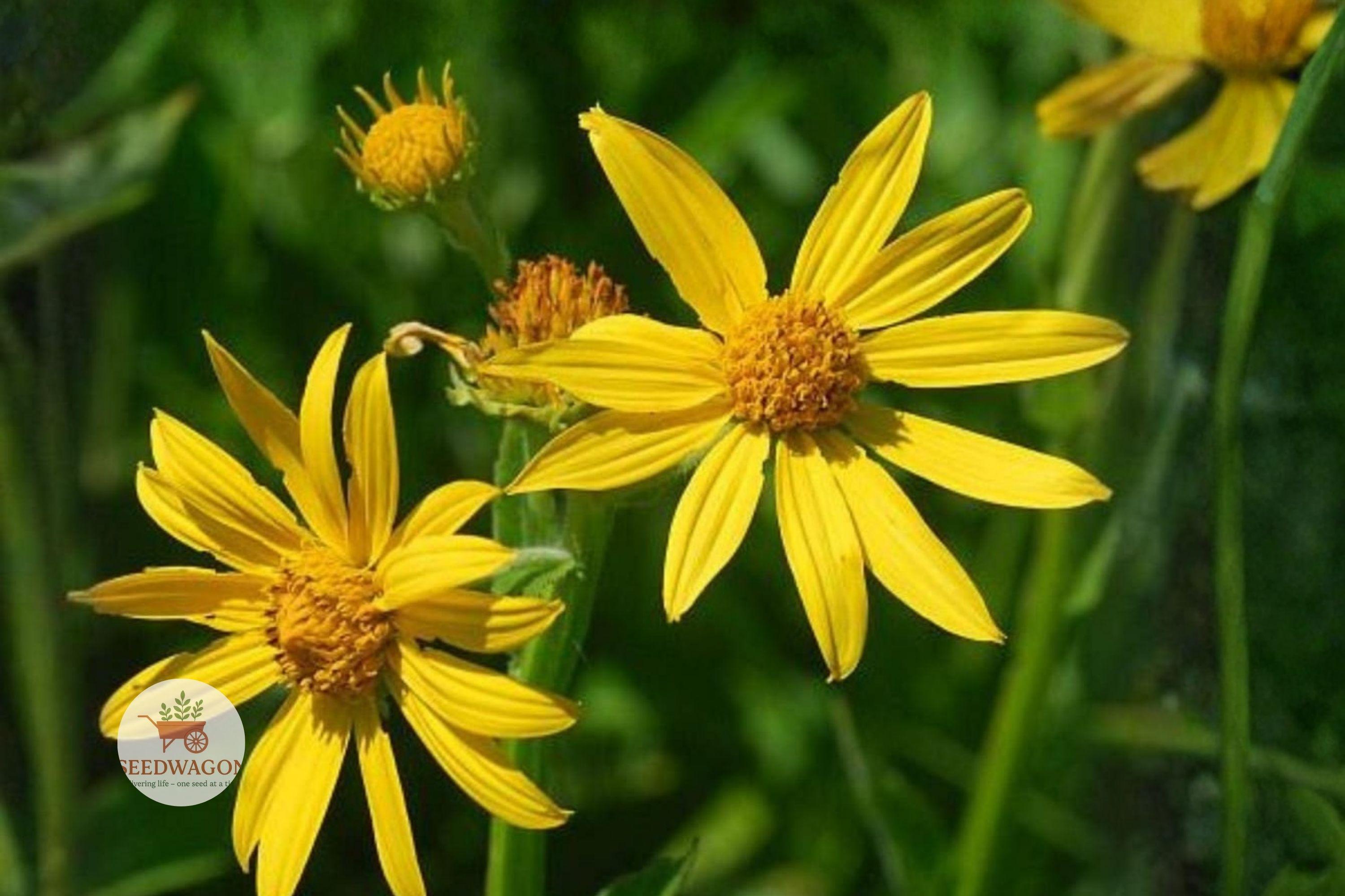 Yellow Crownbeard Seeds – Native Perennial Wildflower for Pollinator Gardens – Verbesina helianthoides, Bright Yellow Daisy-like Blooms
