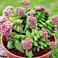 Succulent Plant + Live Rooted + Bride’s Bouquet (Crassula ‘Bride’s Bouquet’) + Pink Blooming Succulent